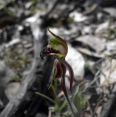 Caladenia actensis (Canberra Spider Orchid) at Mount Ainslie - 28 Sep 2015 by SilkeSma