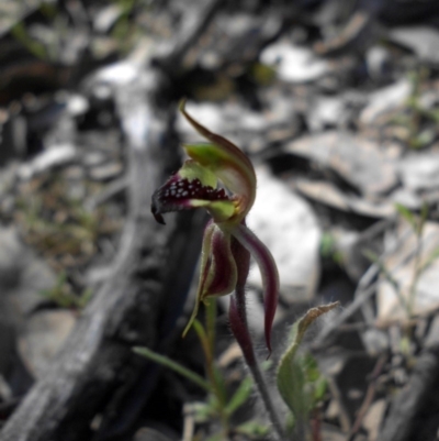 Caladenia actensis (Canberra Spider Orchid) at Mount Ainslie - 28 Sep 2015 by SilkeSma