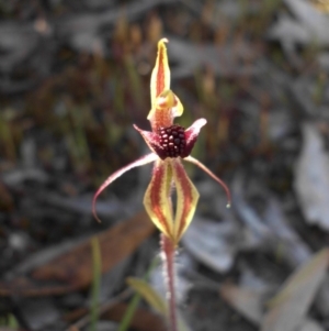 Caladenia actensis at suppressed - 28 Sep 2015