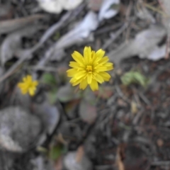 Leontodon rhagadioloides (Cretan Hedypnois) at Mount Ainslie - 28 Sep 2015 by SilkeSma