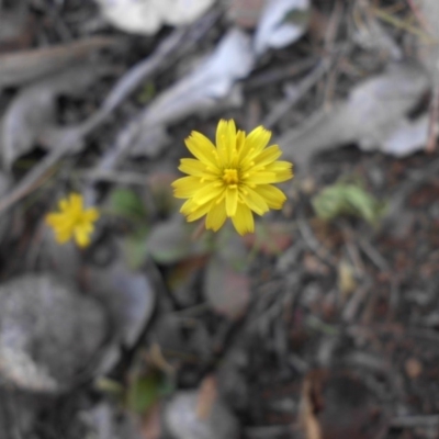 Leontodon rhagadioloides (Cretan Hedypnois) at Majura, ACT - 28 Sep 2015 by SilkeSma