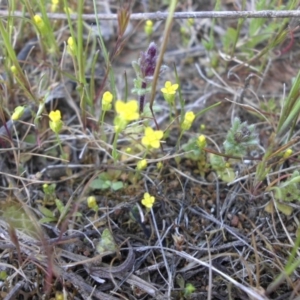 Cicendia quadrangularis at Majura, ACT - 28 Sep 2015