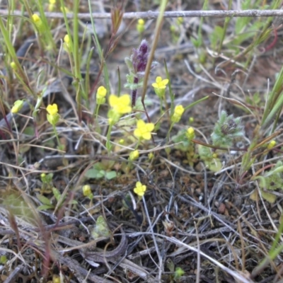 Cicendia quadrangularis (Oregon Timwort) at Mount Ainslie - 28 Sep 2015 by SilkeSma