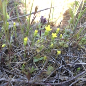 Cicendia quadrangularis at Majura, ACT - 28 Sep 2015