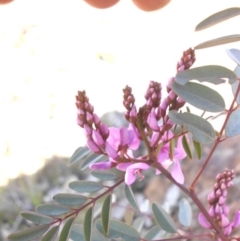 Indigofera australis subsp. australis (Australian Indigo) at Majura, ACT - 28 Sep 2015 by SilkeSma