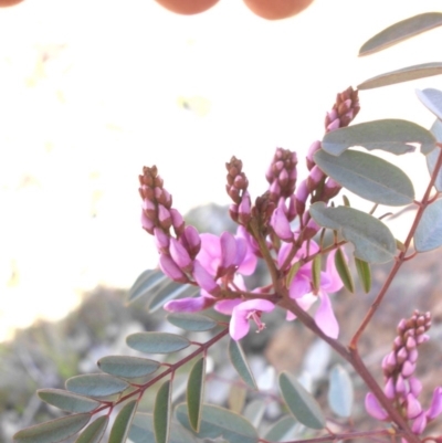 Indigofera australis subsp. australis (Australian Indigo) at Mount Ainslie - 28 Sep 2015 by SilkeSma