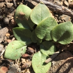 Speculantha rubescens (Blushing Tiny Greenhood) at Black Mountain - 28 Sep 2015 by AaronClausen