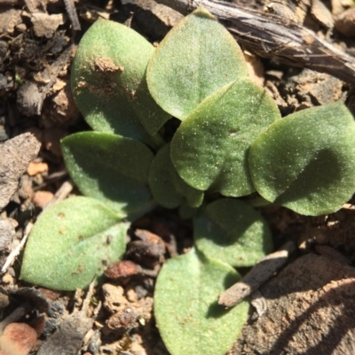 Speculantha rubescens (Blushing Tiny Greenhood) at Black Mountain - 28 Sep 2015 by AaronClausen