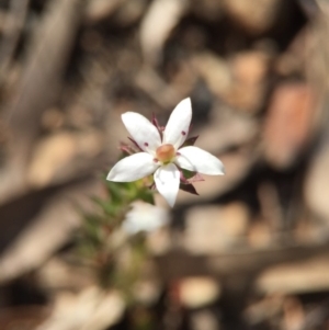 Rhytidosporum procumbens at Acton, ACT - 28 Sep 2015 11:15 AM