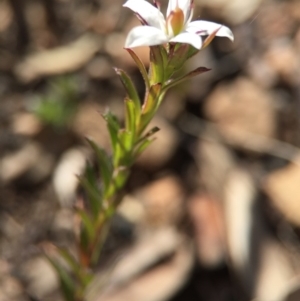 Rhytidosporum procumbens at Acton, ACT - 28 Sep 2015