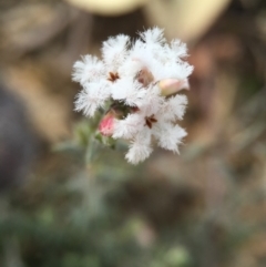 Leucopogon virgatus (Common Beard-heath) at Black Mountain - 28 Sep 2015 by AaronClausen