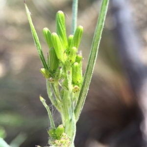 Senecio quadridentatus at Acton, ACT - 28 Sep 2015 11:21 AM