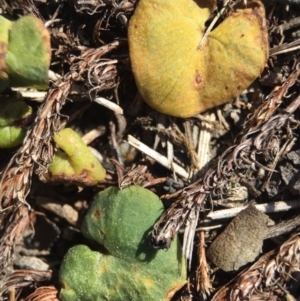 Acianthus exsertus at Point 5439 - 28 Sep 2015