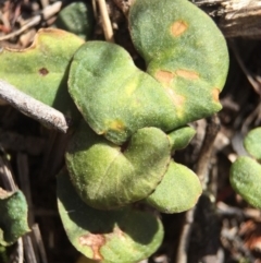 Acianthus exsertus at Point 5439 - 28 Sep 2015