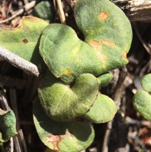 Acianthus exsertus at Point 5439 - 28 Sep 2015