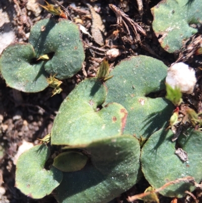 Acianthus sp. (Mayflower Orchid) at Point 5438 - 28 Sep 2015 by AaronClausen