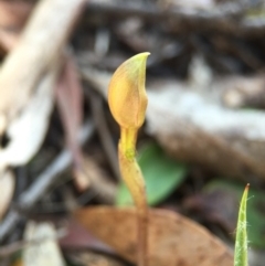 Chiloglottis trapeziformis (Diamond Ant Orchid) at Point 5438 - 28 Sep 2015 by AaronClausen