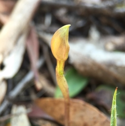 Chiloglottis trapeziformis (Diamond Ant Orchid) at Point 5438 - 28 Sep 2015 by AaronClausen