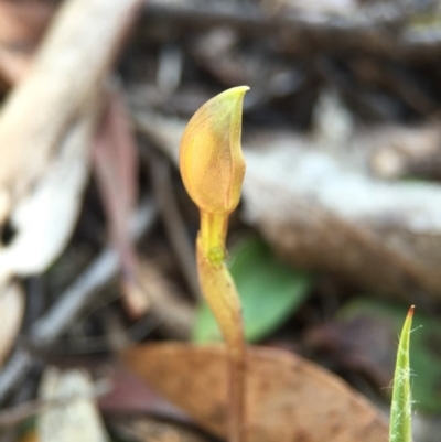 Chiloglottis trapeziformis (Diamond Ant Orchid) at Black Mountain - 28 Sep 2015 by AaronClausen