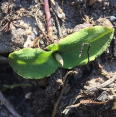 Chiloglottis trapeziformis at Point 5438 - suppressed