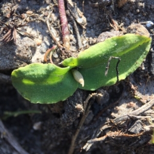 Chiloglottis trapeziformis at Point 5438 - suppressed