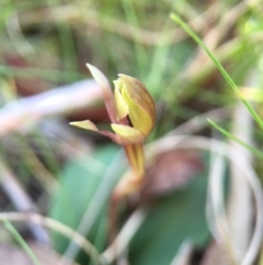 Chiloglottis trapeziformis at Point 5438 - suppressed