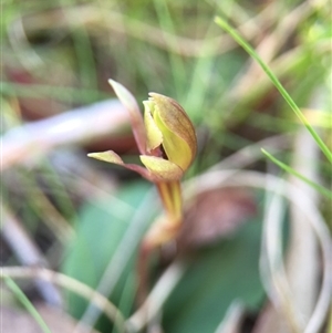 Chiloglottis trapeziformis at Point 5438 - suppressed