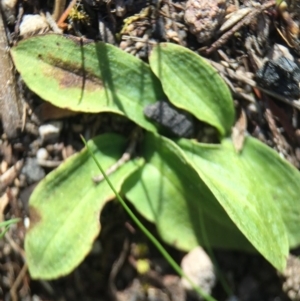 Chiloglottis trapeziformis at Undefined Area - suppressed