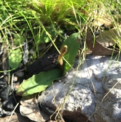 Chiloglottis trapeziformis at Point 5438 - suppressed