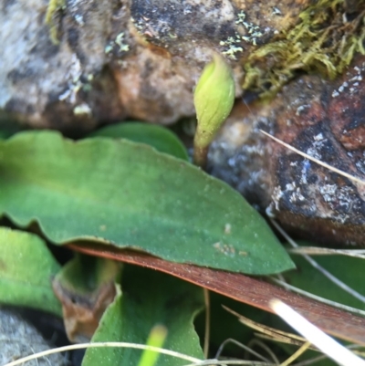 Chiloglottis trapeziformis (Diamond Ant Orchid) at Molonglo Valley, ACT - 28 Sep 2015 by AaronClausen