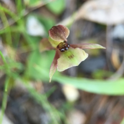 Chiloglottis trapeziformis (Diamond Ant Orchid) at Black Mountain - 28 Sep 2015 by AaronClausen