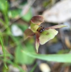 Chiloglottis trapeziformis at Point 5438 - 28 Sep 2015