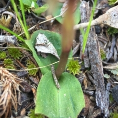 Chiloglottis trapeziformis at Point 5438 - 28 Sep 2015