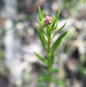 Stackhousia monogyna at Point 5438 - 28 Sep 2015