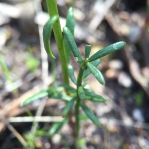 Stackhousia monogyna at Point 5438 - 28 Sep 2015 11:42 AM