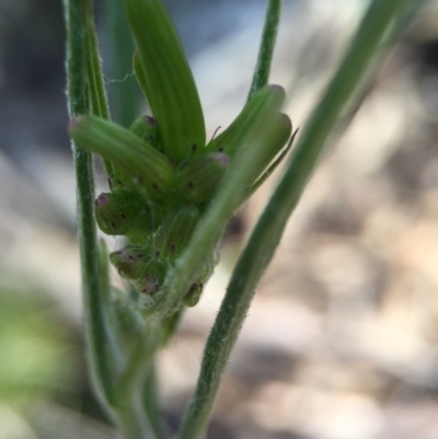 Senecio quadridentatus (Cotton Fireweed) at Acton, ACT - 28 Sep 2015 by AaronClausen