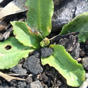 Pterostylis sp. at Point 5363 - suppressed