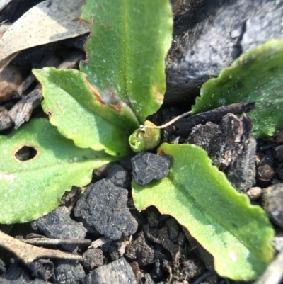 Pterostylis sp. (A Greenhood) at Point 5363 - 28 Sep 2015 by AaronClausen