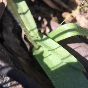 Glossodia major at Undefined Area - suppressed