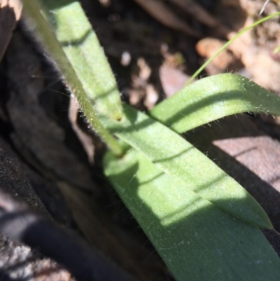 Glossodia major (Wax Lip Orchid) at Point 5363 - 28 Sep 2015 by AaronClausen