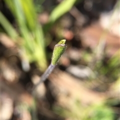 Glossodia major at Undefined Area - suppressed