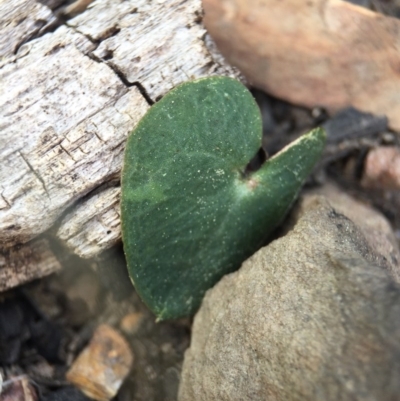 Acianthus sp. (Mayflower Orchid) at Molonglo Valley, ACT - 28 Sep 2015 by AaronClausen