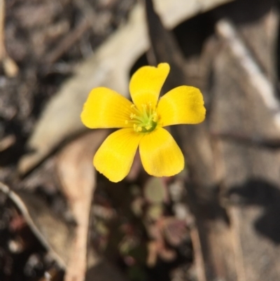 Oxalis sp. (Wood Sorrel) at Black Mountain - 28 Sep 2015 by AaronClausen