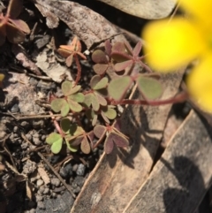 Oxalis sp. at Point 5363 - 28 Sep 2015 11:51 AM