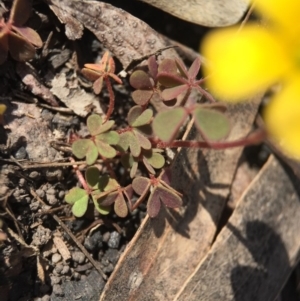 Oxalis sp. at Point 5363 - 28 Sep 2015 11:51 AM