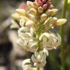 Stackhousia monogyna (Creamy Candles) at Black Mountain - 28 Sep 2015 by AaronClausen