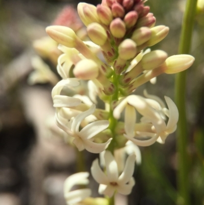 Stackhousia monogyna (Creamy Candles) at Black Mountain - 28 Sep 2015 by AaronClausen