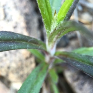 Coronidium oxylepis subsp. lanatum at Acton, ACT - 28 Sep 2015