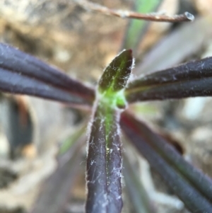 Coronidium oxylepis subsp. lanatum at Acton, ACT - 28 Sep 2015