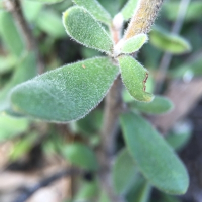 Persoonia rigida (Hairy Geebung) at Point 5215 - 28 Sep 2015 by AaronClausen